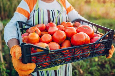 番茄销售生态农场里拿着一盒红番茄的女农民.秋收蔬菜.农业,园艺照片