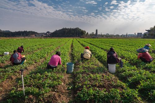 道县蔬菜标准化生产基地