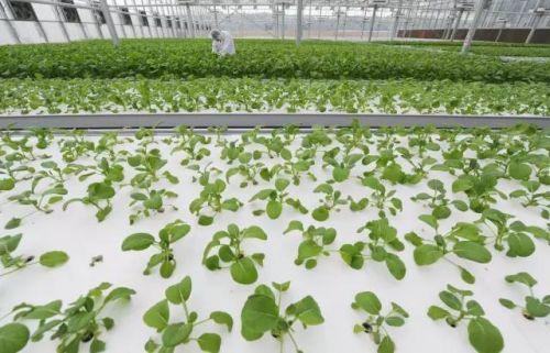 创业小黑板|植物工厂:未来农业方向,蔬菜好吃但难卖 - 农产品 - 农业