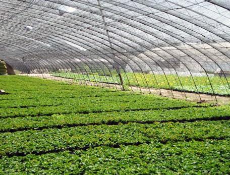山东省口碑好的蔬菜温室大棚生产基地价位合理的蔬菜温室大棚