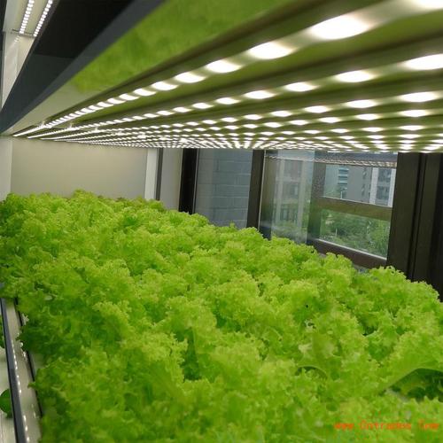 现代智能植物净化器厂家智能植物工厂有机蔬菜种菜机城市学校试验教材