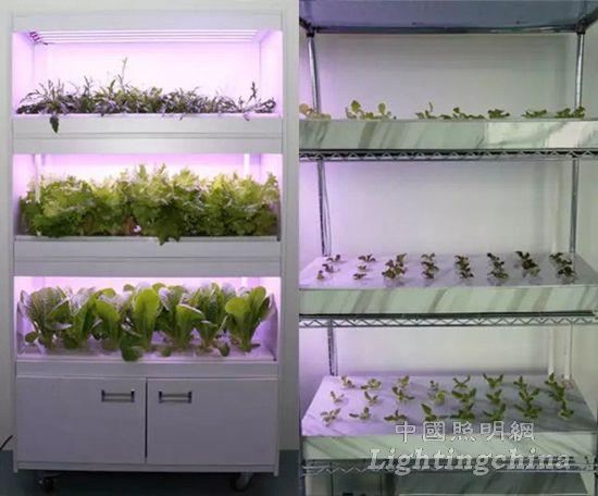 国内植物照明工厂培植的蔬菜只需10元1斤!